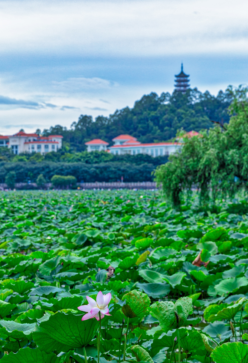 东莞桥头荷花节