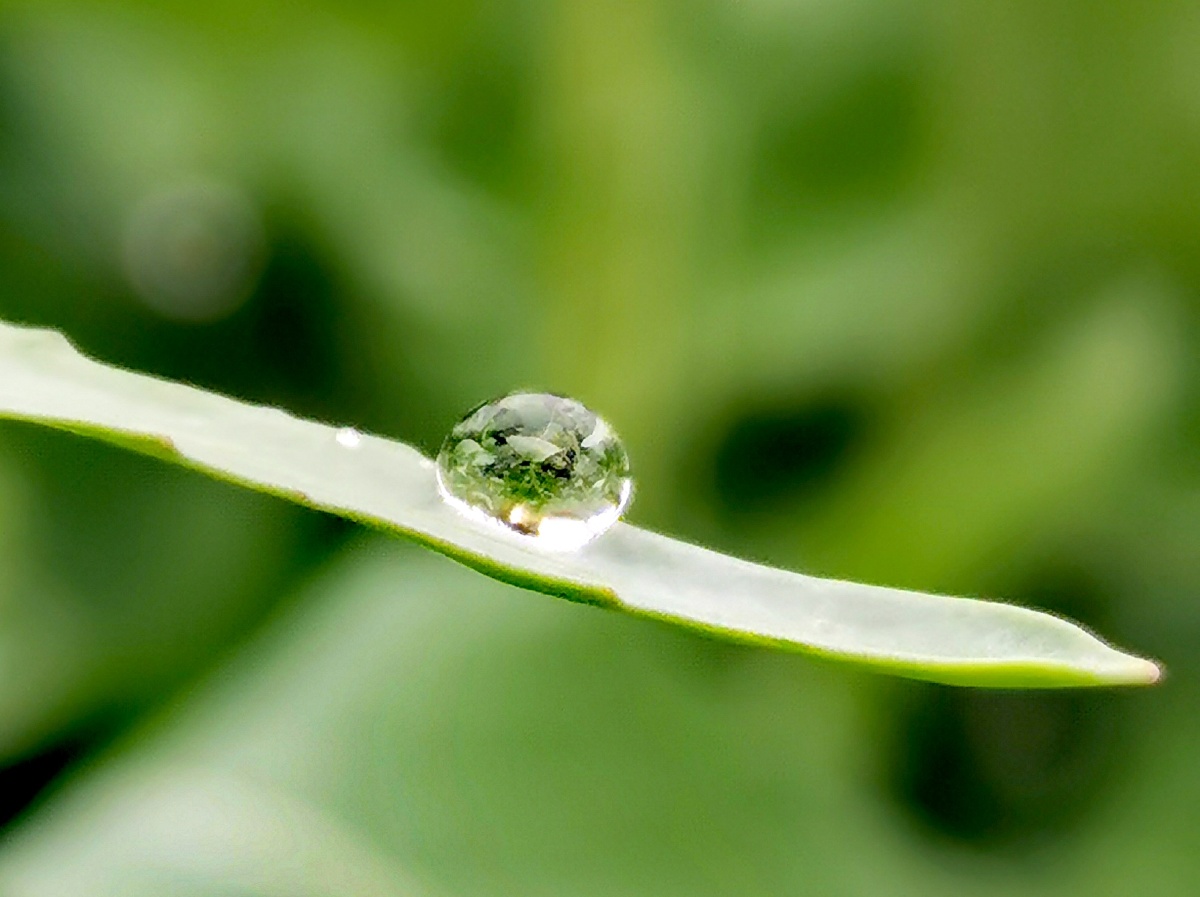清晨田野里麦叶身上的露水像万颗珍珠在阳光下闪耀着晶莹灿烂的光辉