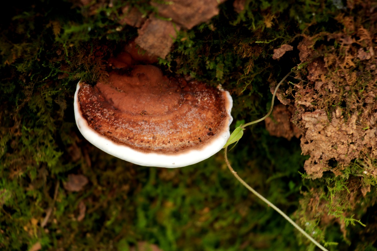 灵芝菌 - 白云深处有 - 图虫