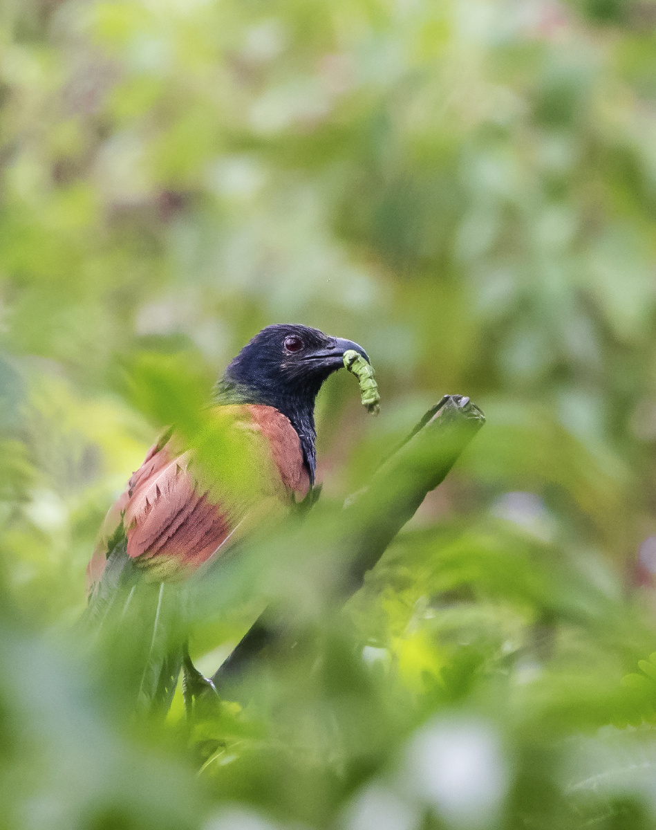 我们本地叫臭雀,不知是不是因为太臭