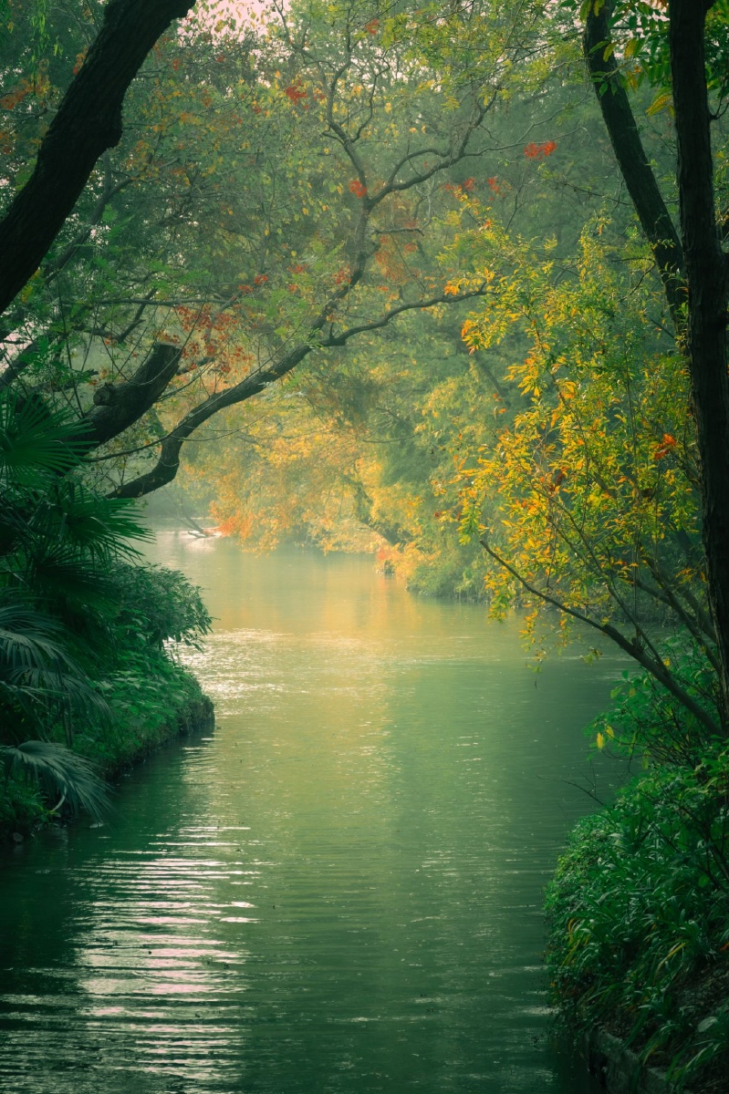 树与水