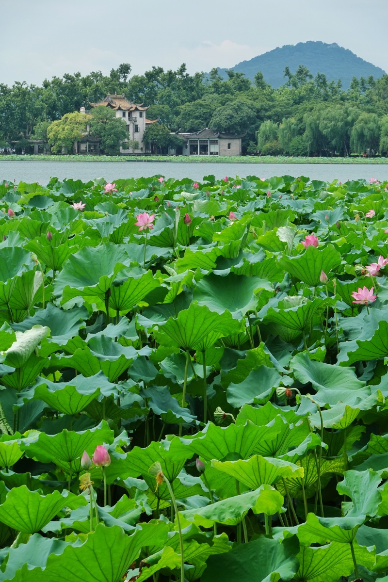 西湖荷花 - 悠然随心随性随缘 - 图虫