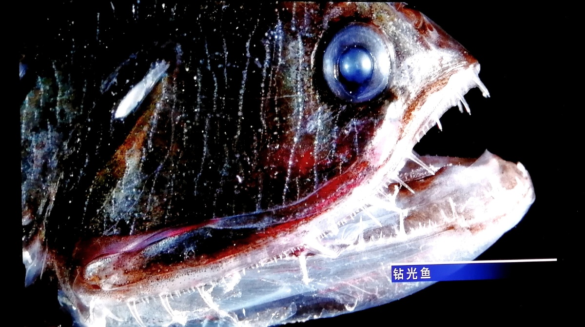 深海博物馆精灵3