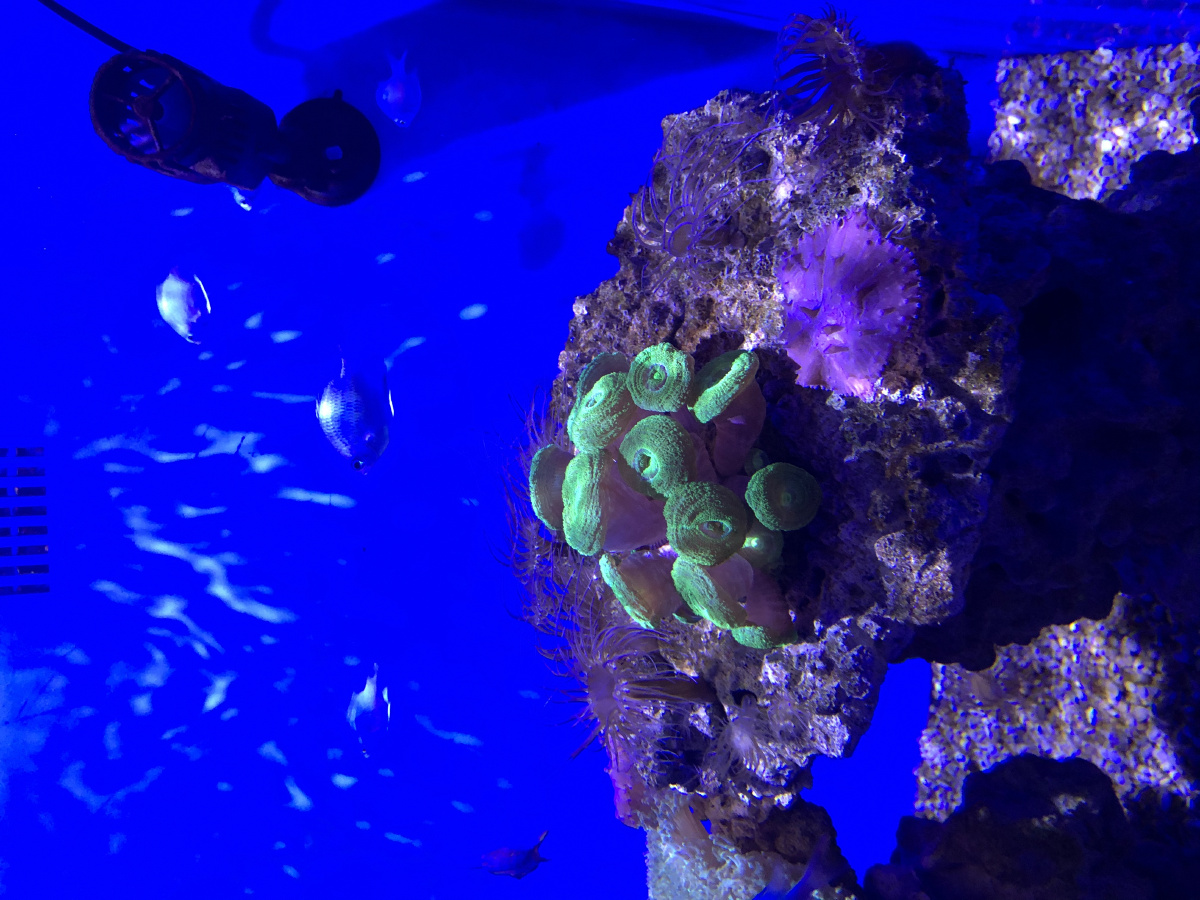 这个蘑菇怎么样06