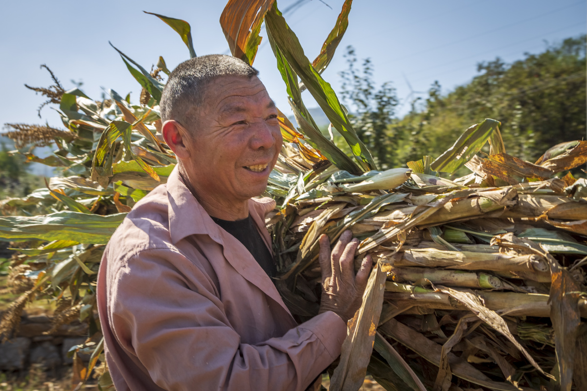玉米收了之后太行山的农民还有收秸秆的传统把秸秆拉到家冬储起来到了