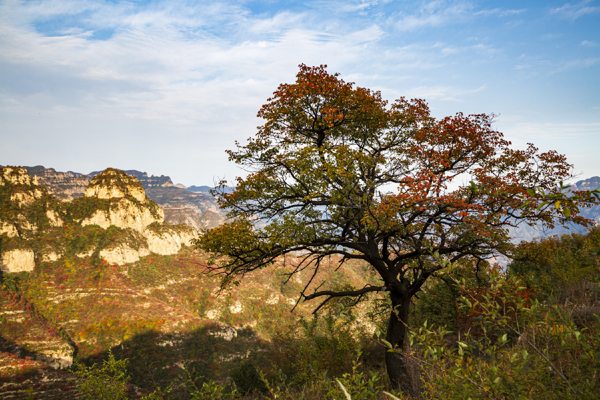 大山里的那颗红叶树拍摄于南太行老碾圪道村