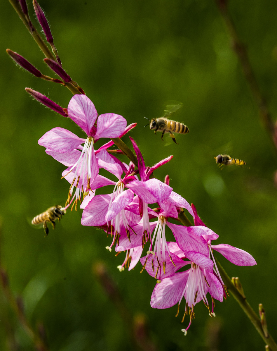 一只小蜜蜂飞到花丛中… - 船长视界 - 图虫