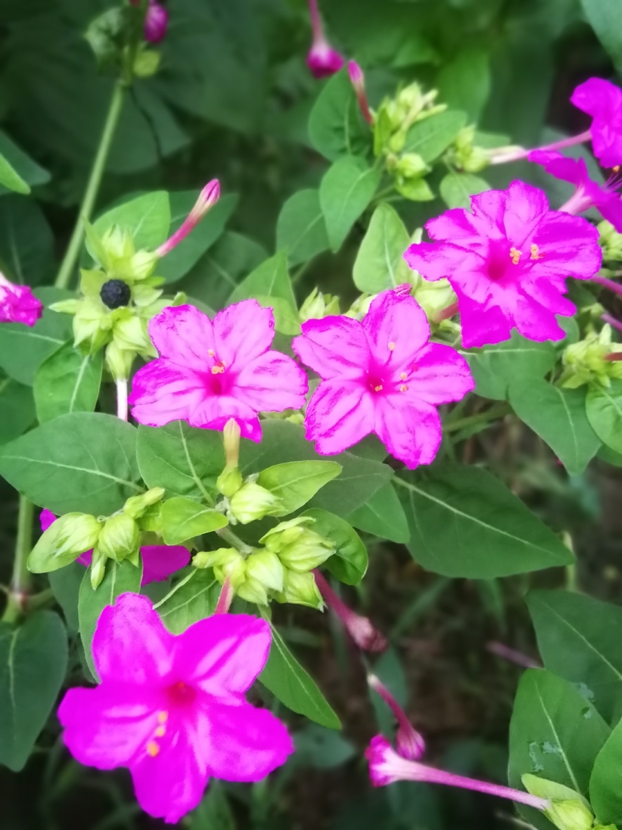 紫茉莉又名晚饭花