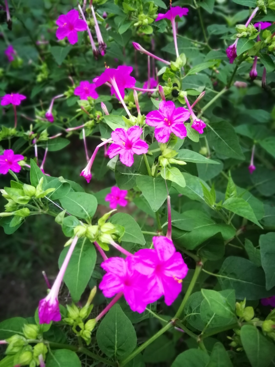 紫茉莉又名晚饭花