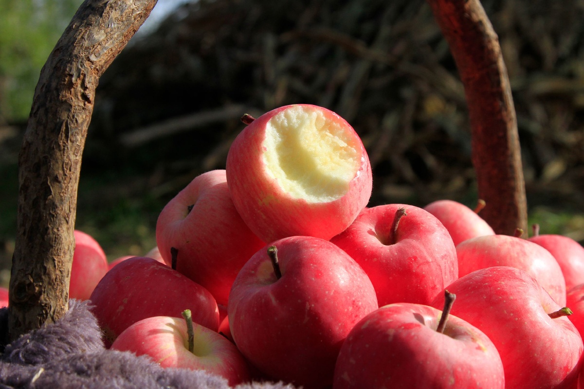 静宁苹果