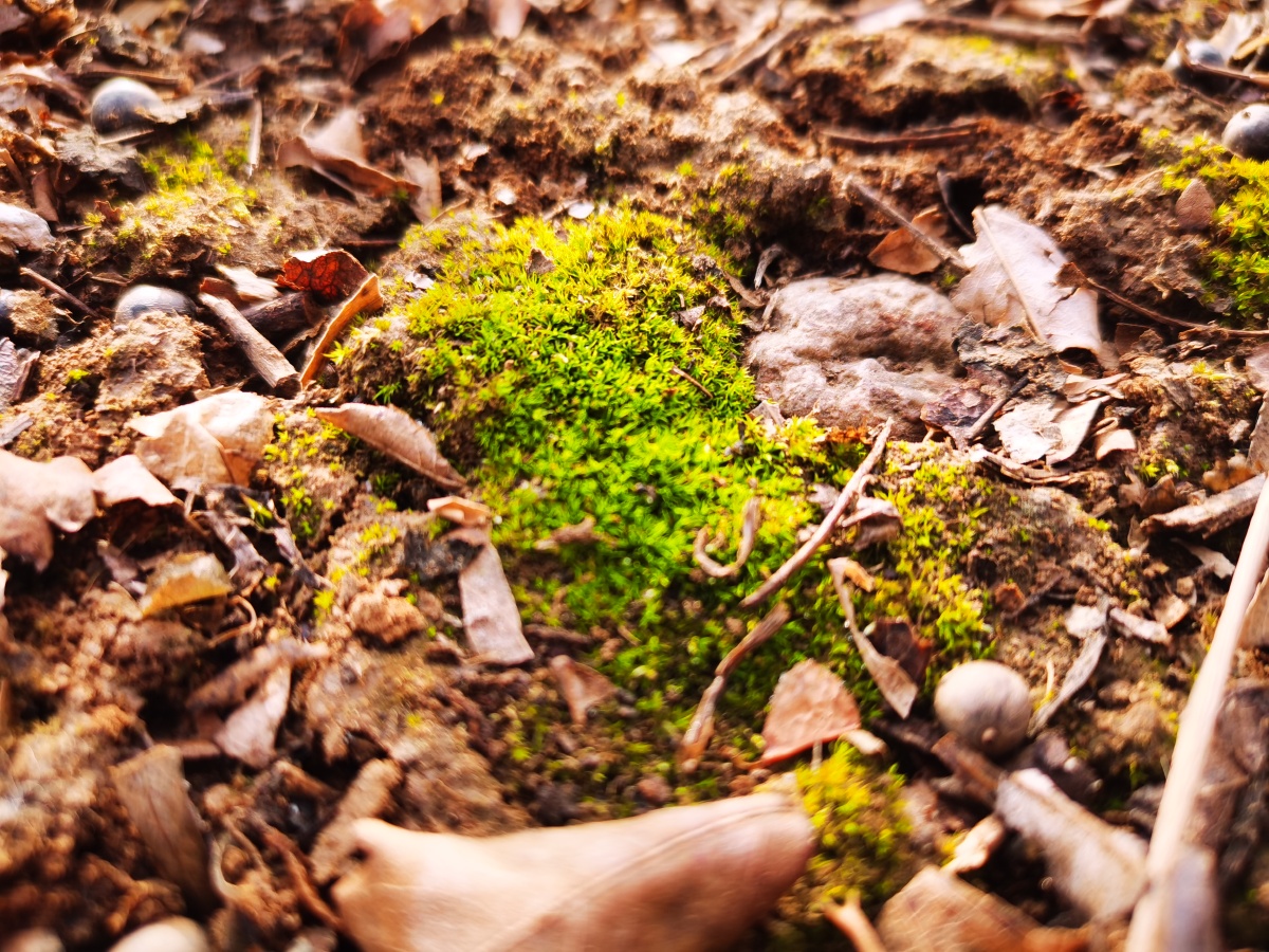 苔藓61放大后的样子