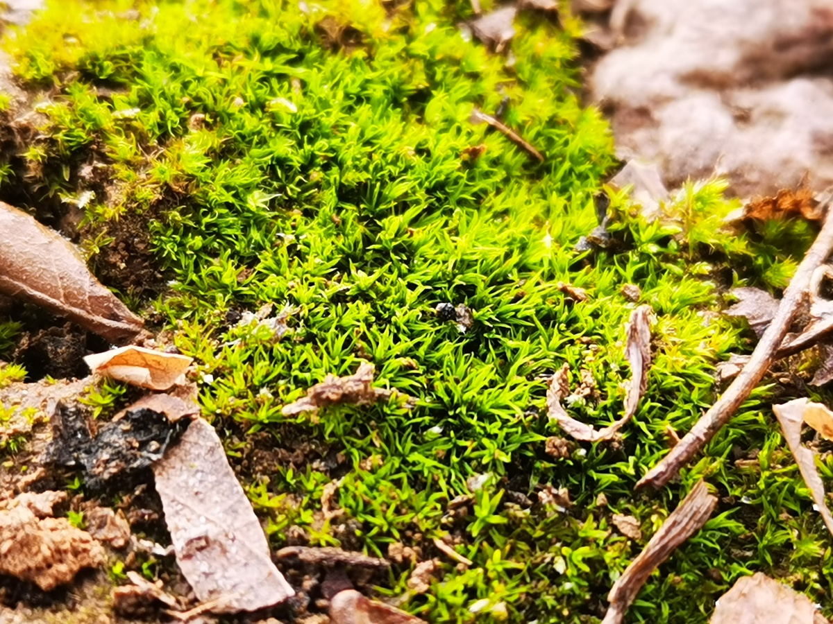 苔藓61放大后的样子