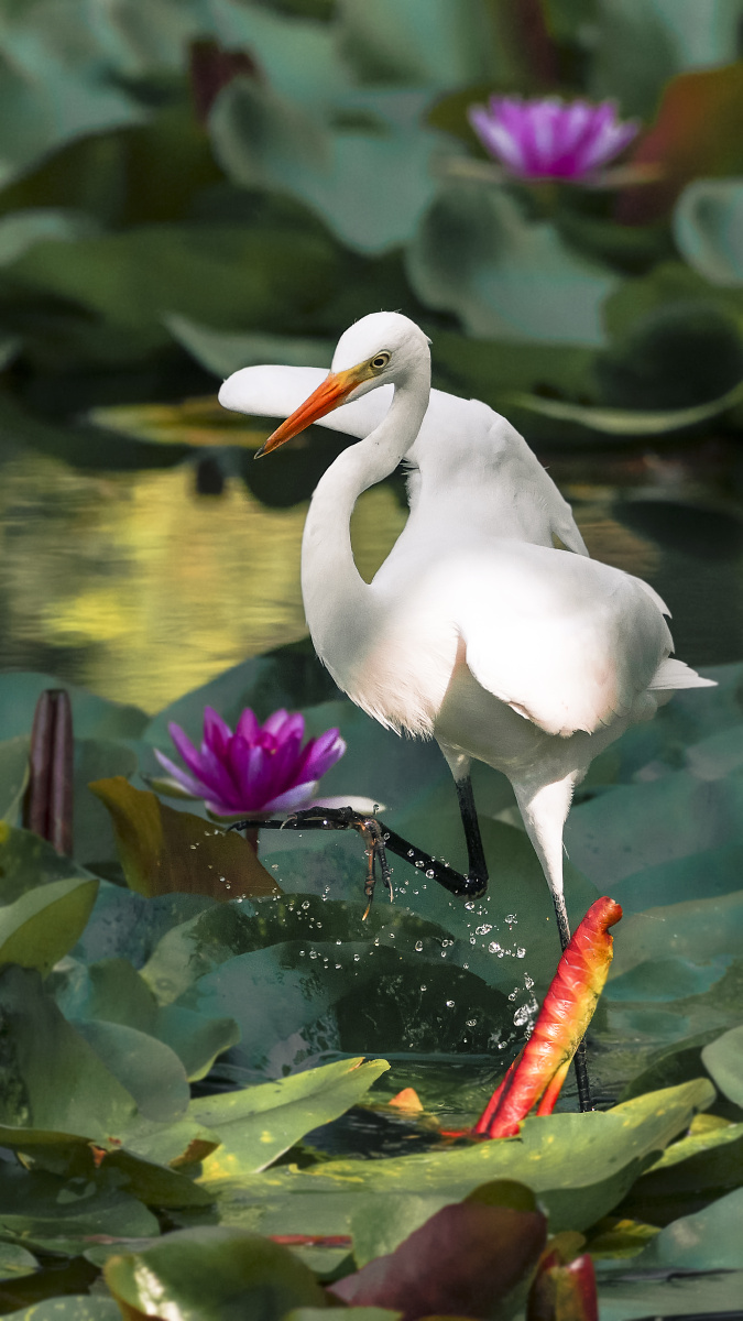 一鹭清莲一路清廉