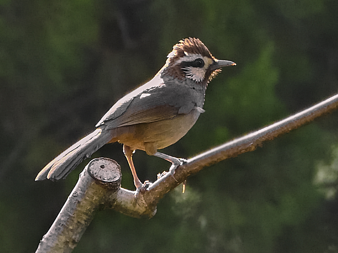 俗名:白颊笑鸫,白眉笑鸫,白眉噪鹛,土画眉,小画眉,小噪鹛.