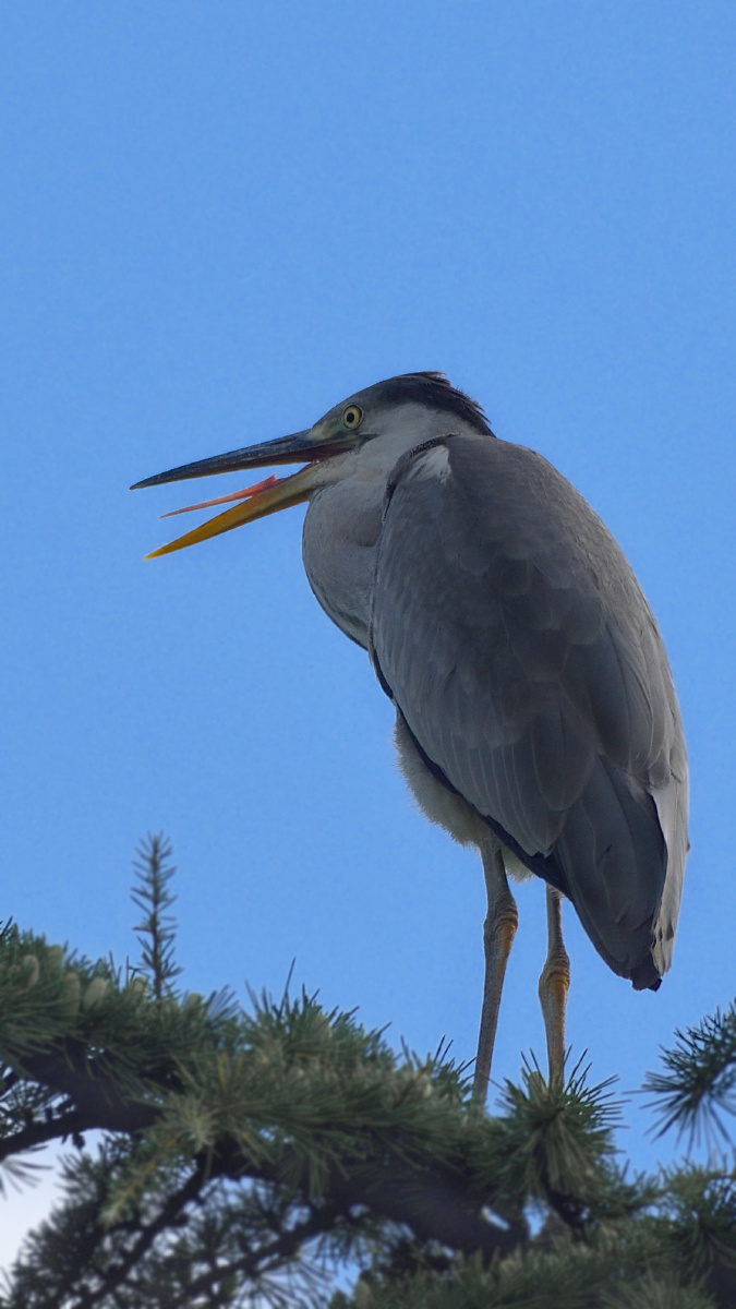 秋老虎天热不热看这鸟就知道了张嘴散热了