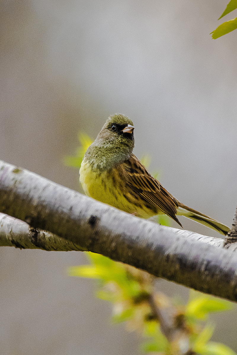 灰头鹀生性大胆常能与人非常接近