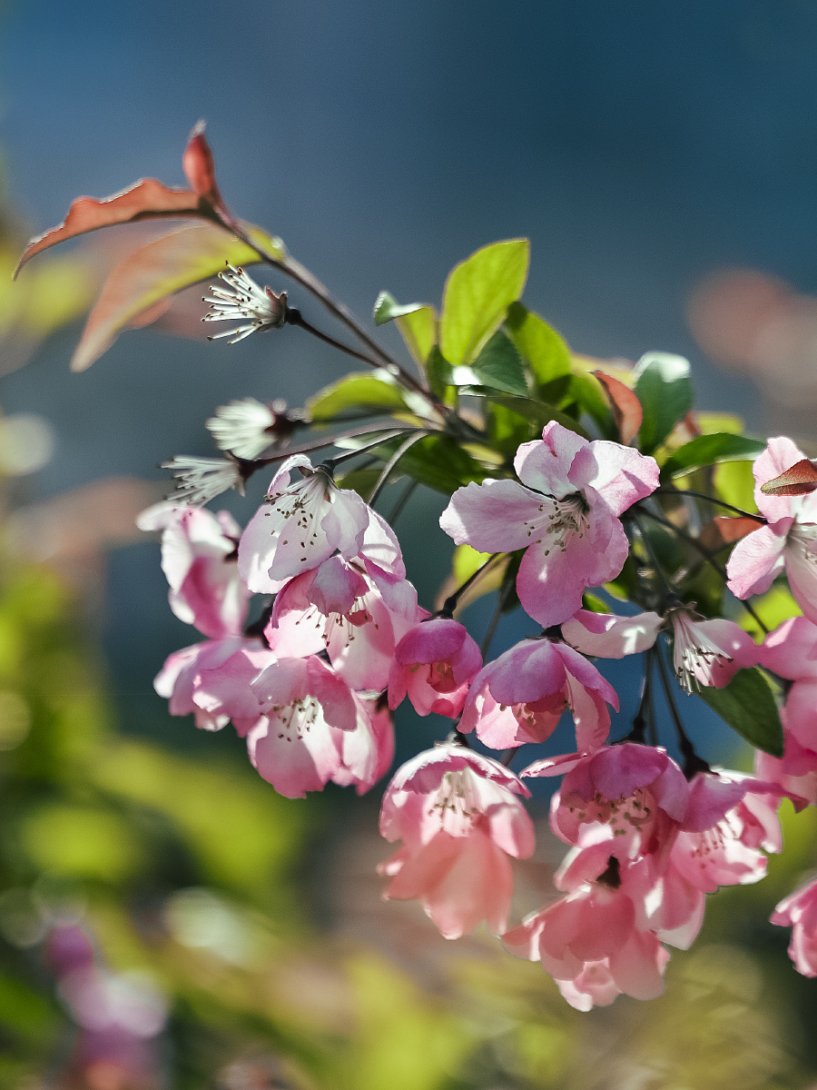 大连劳动公园海棠花