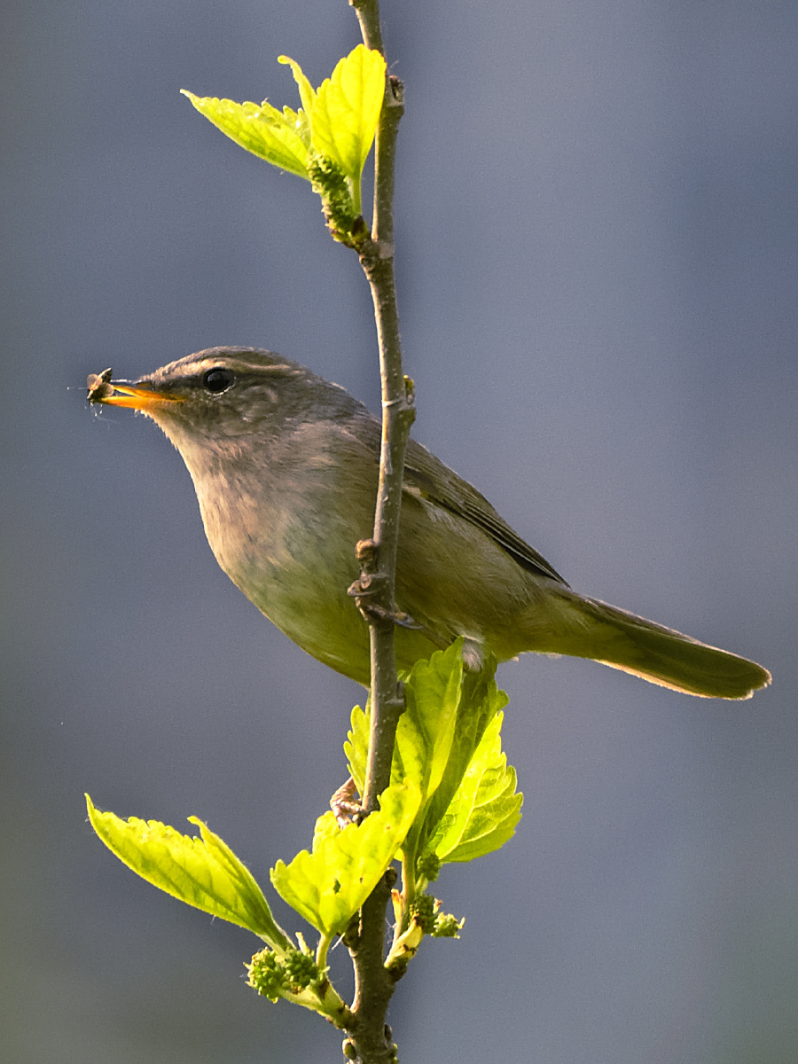 早起的鸟儿有虫吃褐柳莺:中等体型(11厘米)嘴细小,腿细长
