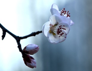AAA_3575