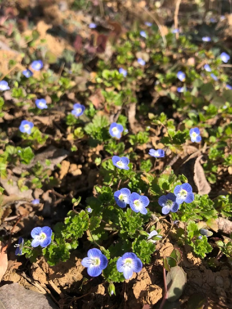 春天来了柳树发芽了河流解冻了碎碎的小紫花已经开了