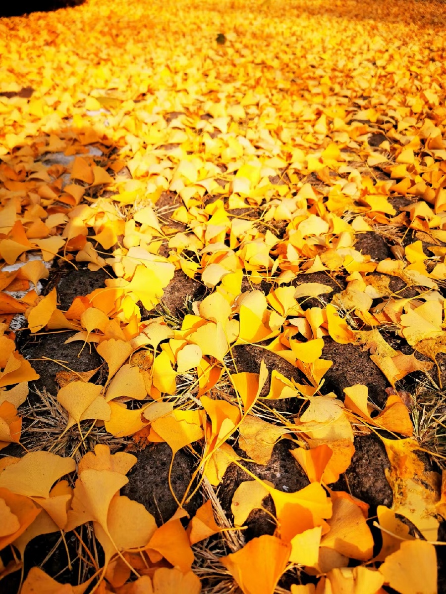 铺满地的银杏叶 .