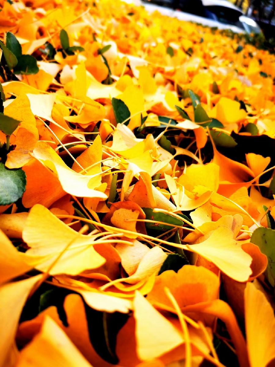 满地的银杏叶 .