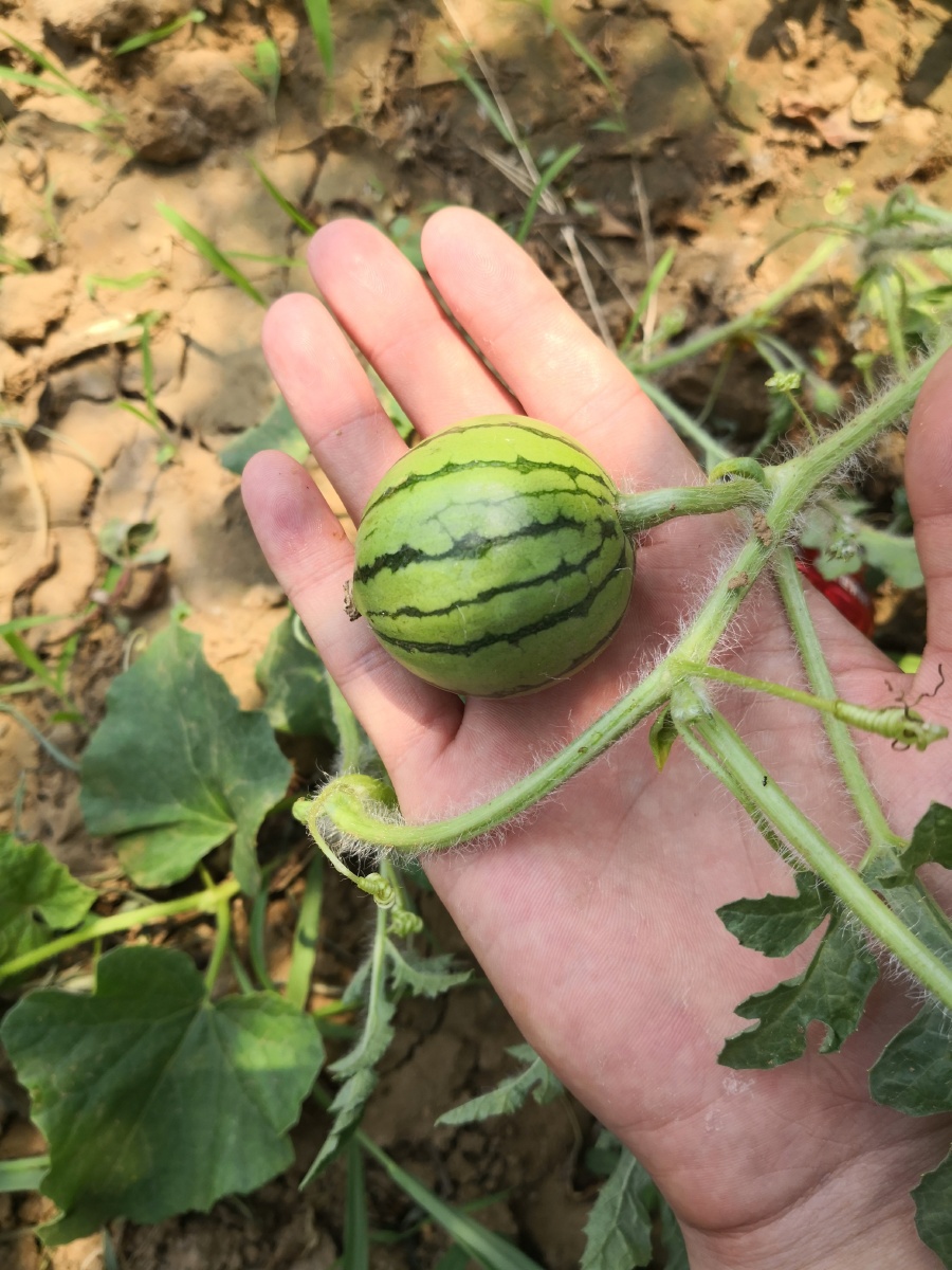 小西瓜迷你西瓜