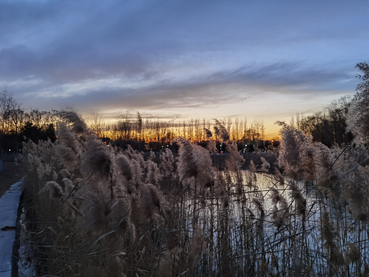 傍晚的芦苇