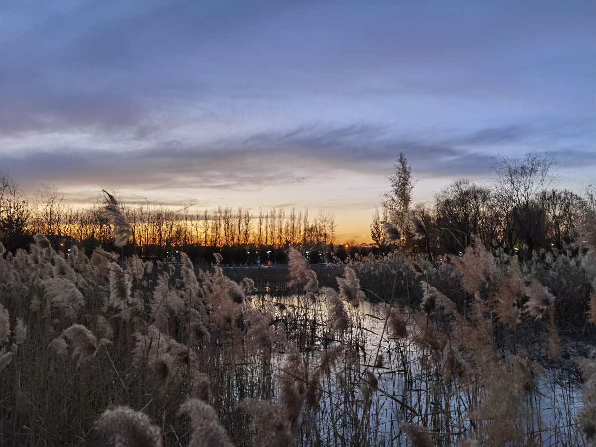 傍晚的芦苇