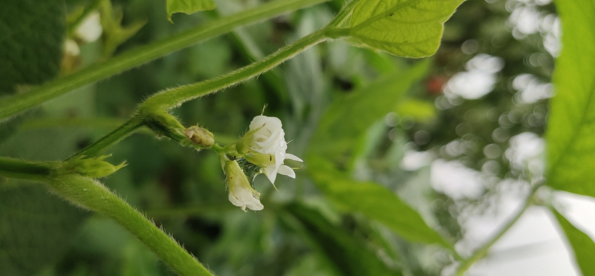 花- 简单莜麦 - 图虫