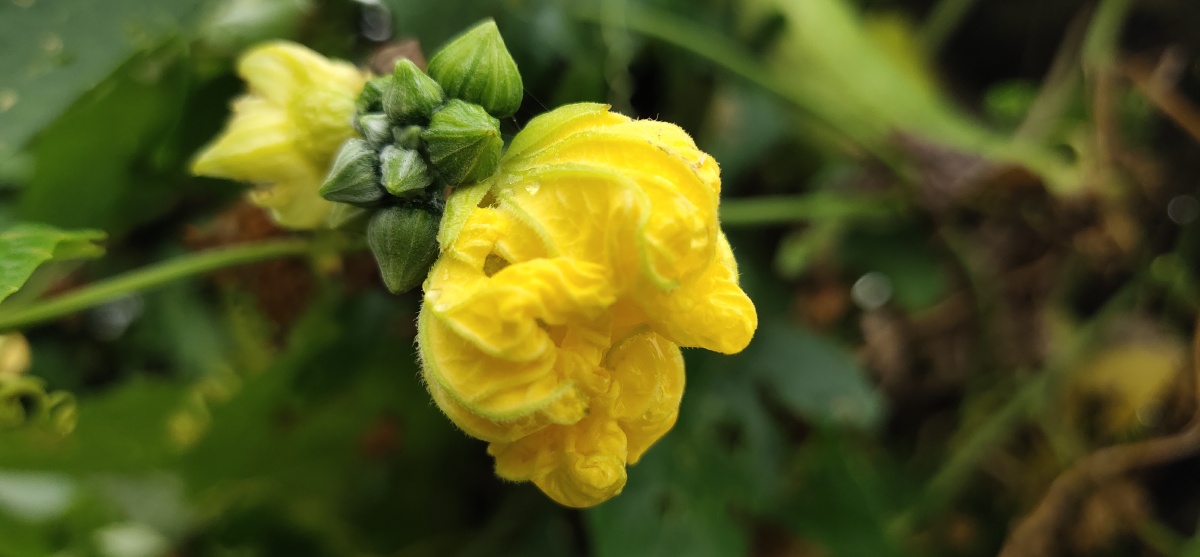 花- 简单莜麦 - 图虫