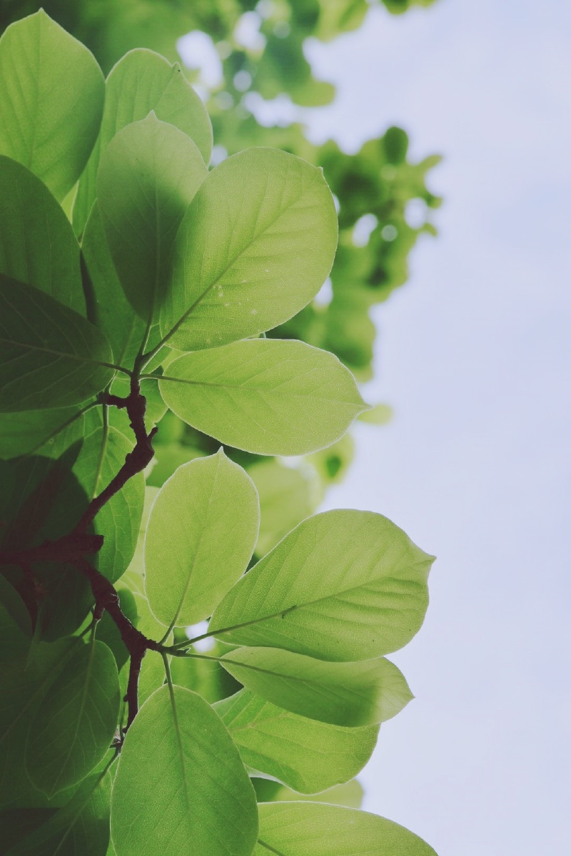 800_1200竖版 竖屏