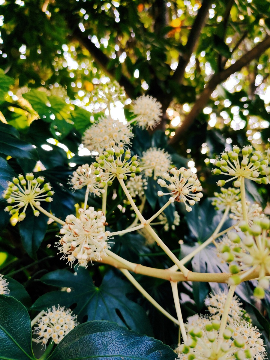 八角金盘花开绚烂