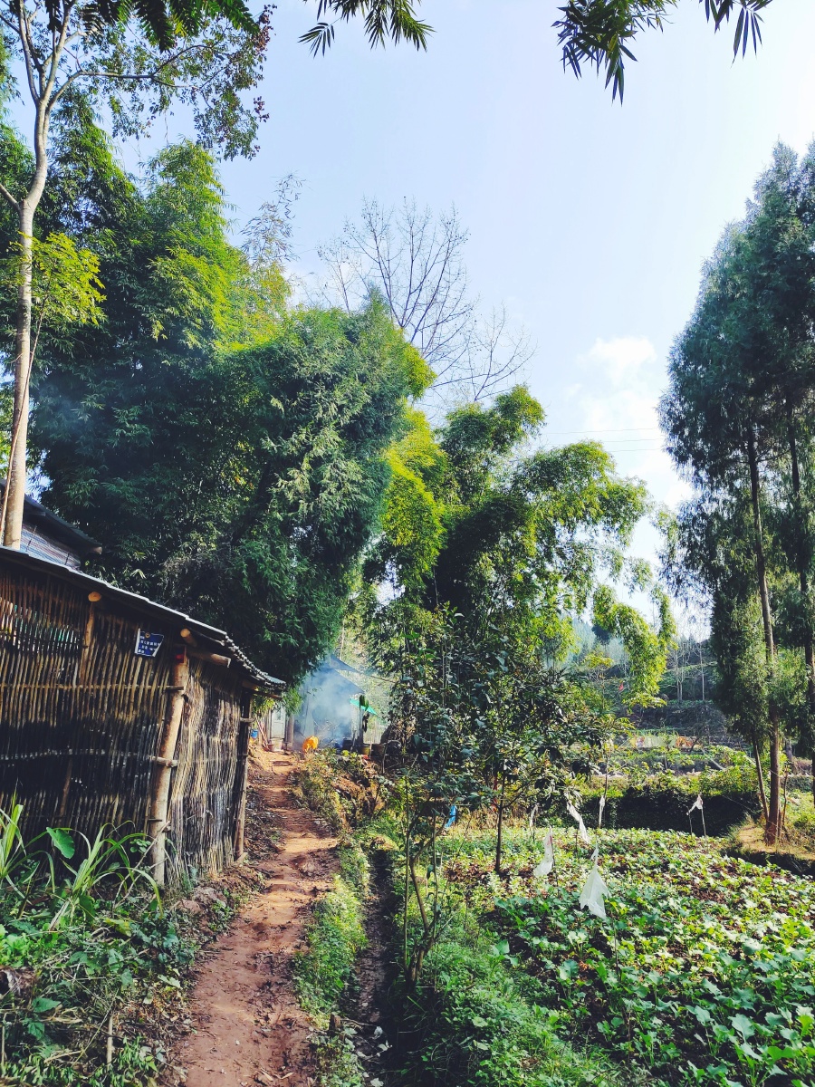 竹林深处有人家