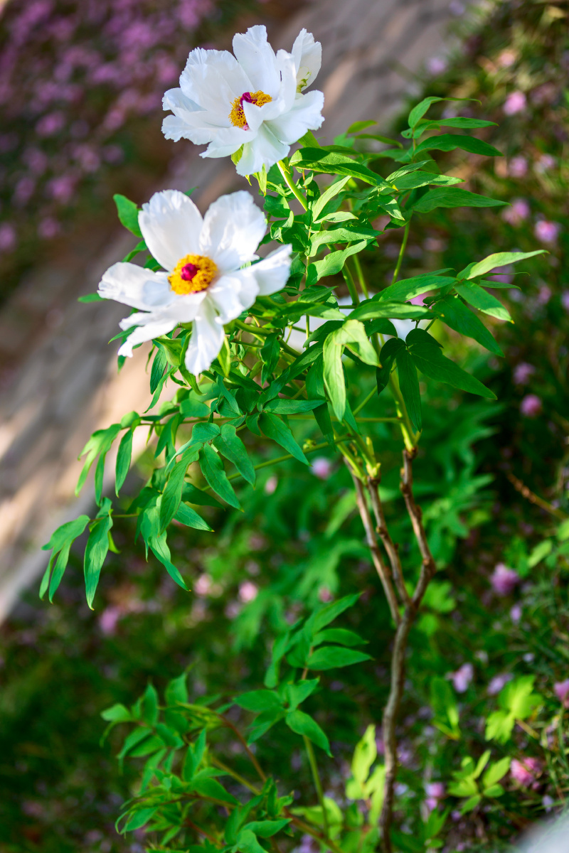 白牡丹唐王贞白谷雨洗纤素裁为白牡丹异香开玉合轻粉泥银盘晓贮露华湿