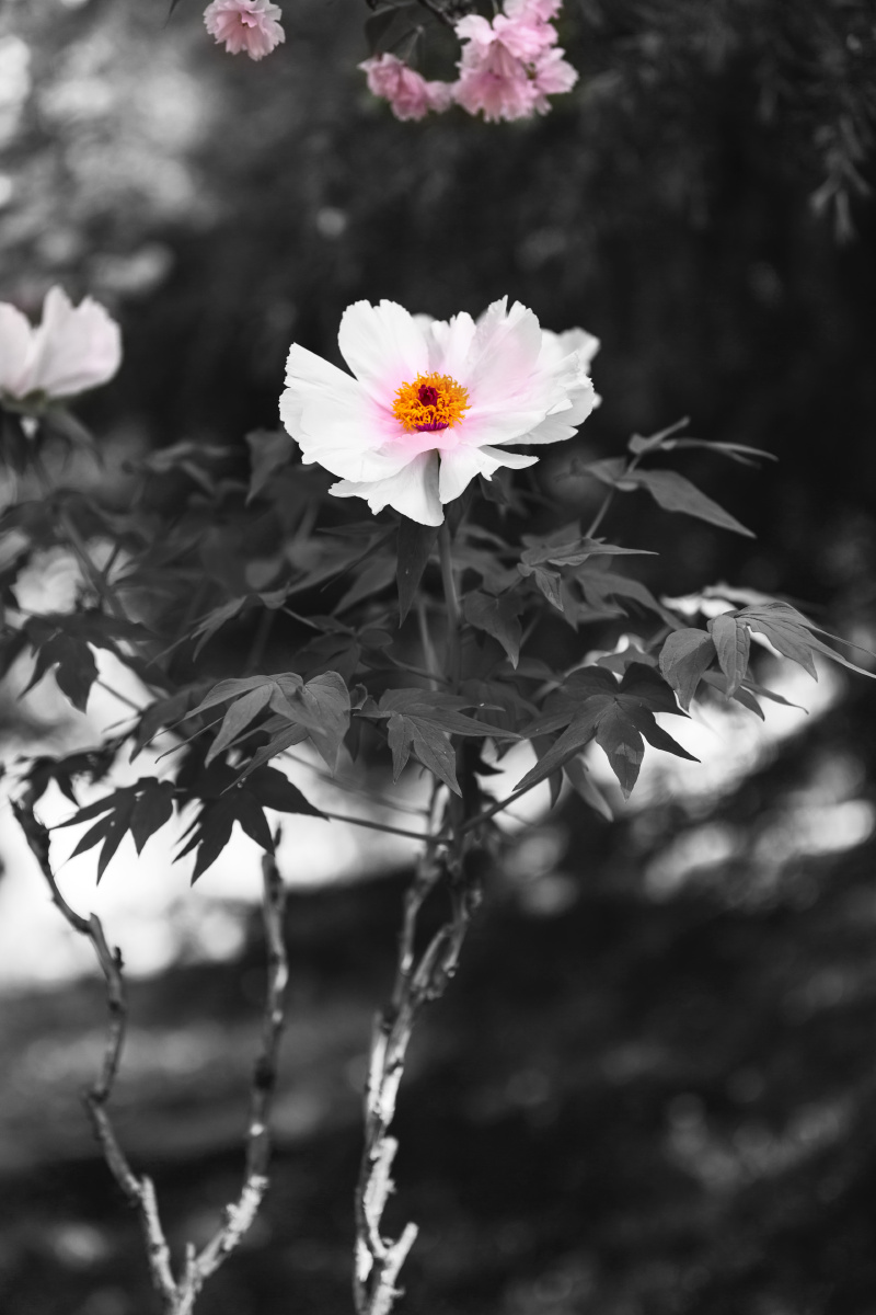 白牡丹唐王贞白谷雨洗纤素裁为白牡丹异香开玉合轻粉泥银盘晓贮露华湿