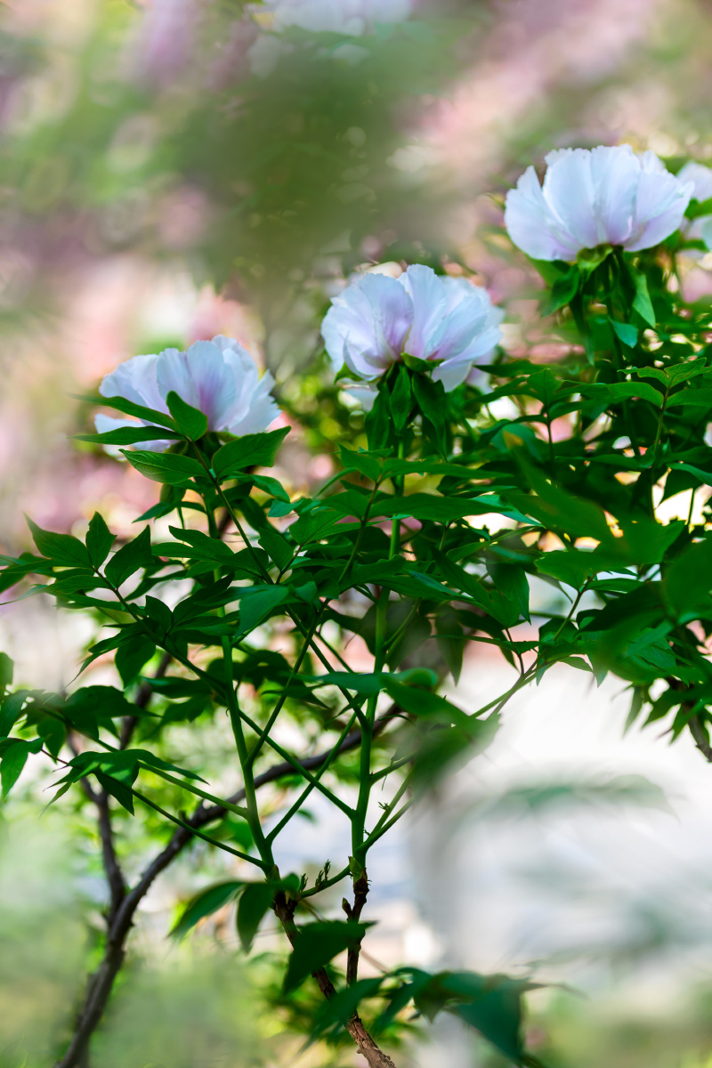 白牡丹唐王贞白谷雨洗纤素裁为白牡丹异香开玉合轻粉泥银盘晓贮露华湿