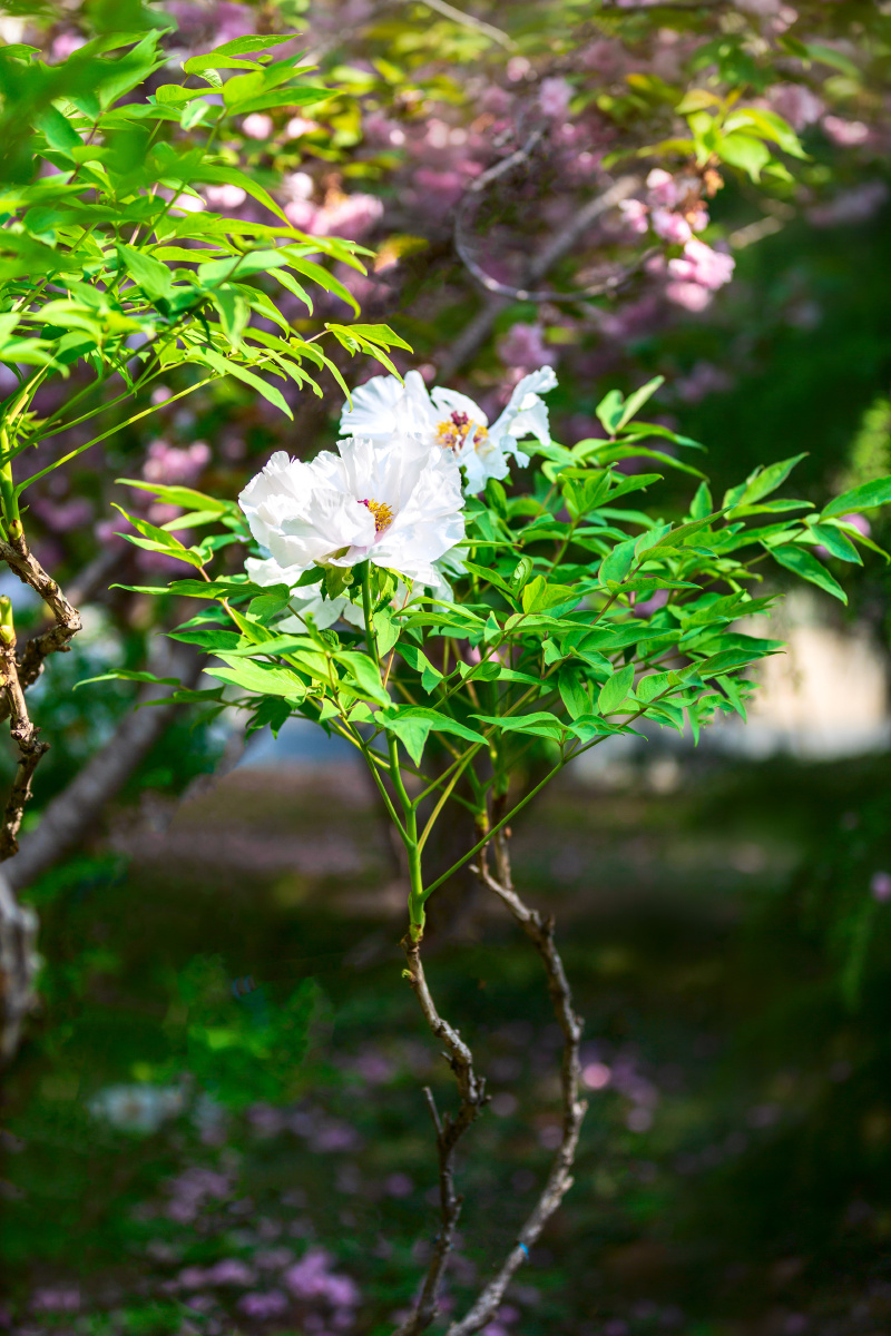 白牡丹唐王贞白谷雨洗纤素裁为白牡丹异香开玉合轻粉泥银盘晓贮露华湿
