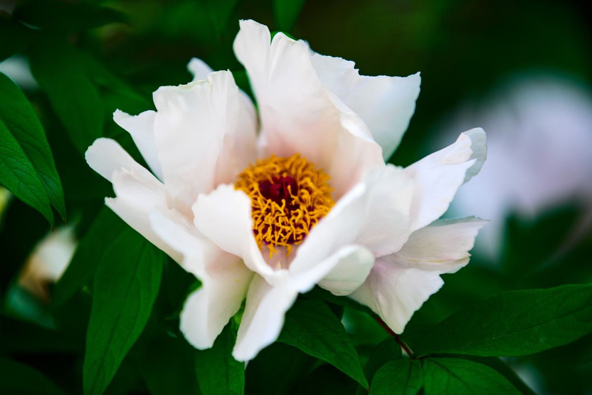 白牡丹唐王贞白谷雨洗纤素裁为白牡丹异香开玉合轻粉泥银盘晓贮露华湿