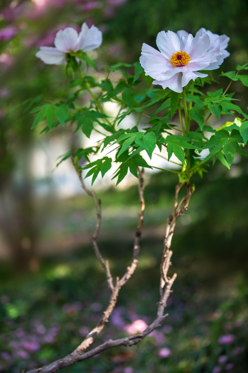 白牡丹唐王贞白谷雨洗纤素裁为白牡丹异香开玉合轻粉泥银盘晓贮露华湿