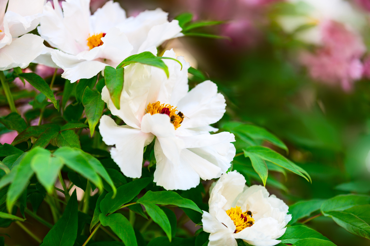 白牡丹唐王贞白谷雨洗纤素裁为白牡丹异香开玉合轻粉泥银盘晓贮露华湿