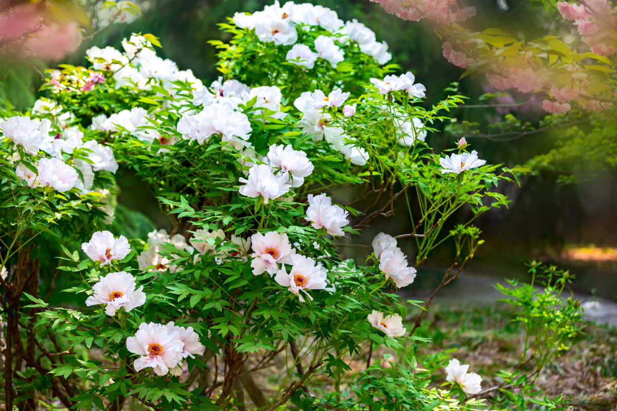 白牡丹唐王贞白谷雨洗纤素裁为白牡丹异香开玉合轻粉泥银盘晓贮露华湿