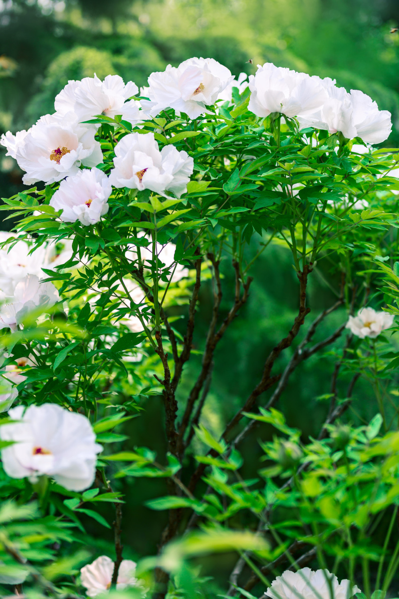 白牡丹唐王贞白谷雨洗纤素裁为白牡丹异香开玉合轻粉泥银盘晓贮露华湿
