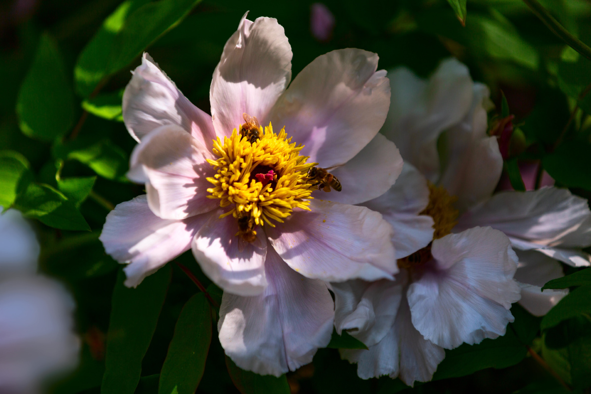 白牡丹唐王贞白谷雨洗纤素裁为白牡丹异香开玉合轻粉泥银盘晓贮露华湿