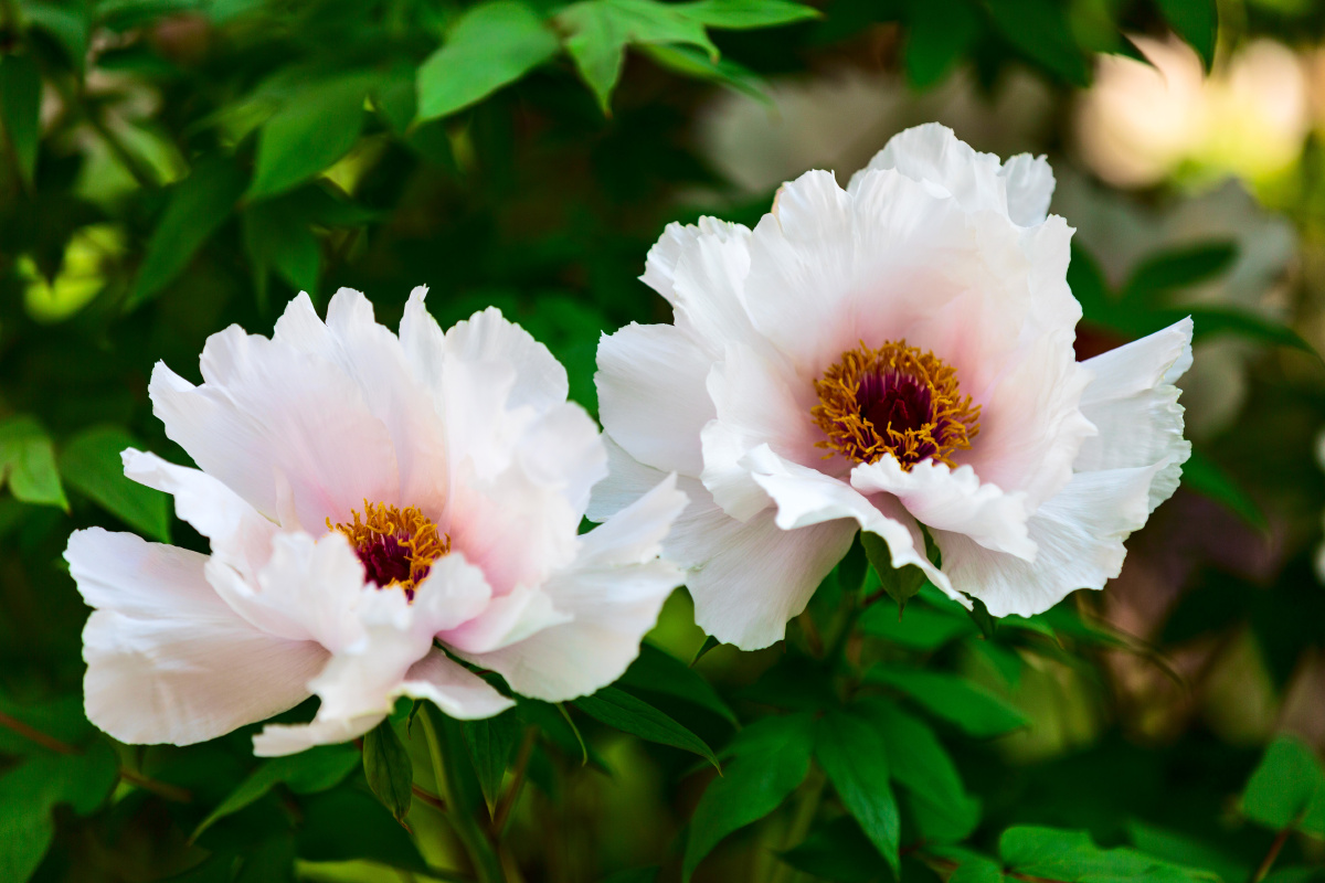 白牡丹唐王贞白谷雨洗纤素裁为白牡丹异香开玉合轻粉泥银盘晓贮露华湿