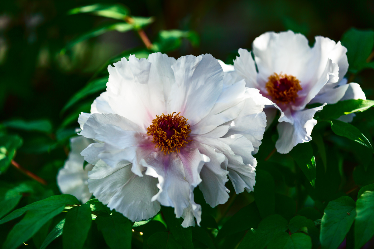 白牡丹唐王贞白谷雨洗纤素裁为白牡丹异香开玉合轻粉泥银盘晓贮露华湿