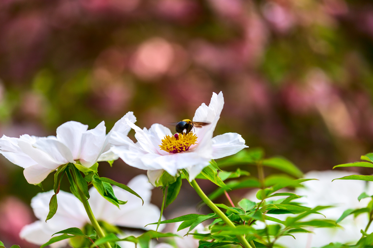 白牡丹唐王贞白谷雨洗纤素裁为白牡丹异香开玉合轻粉泥银盘晓贮露华湿