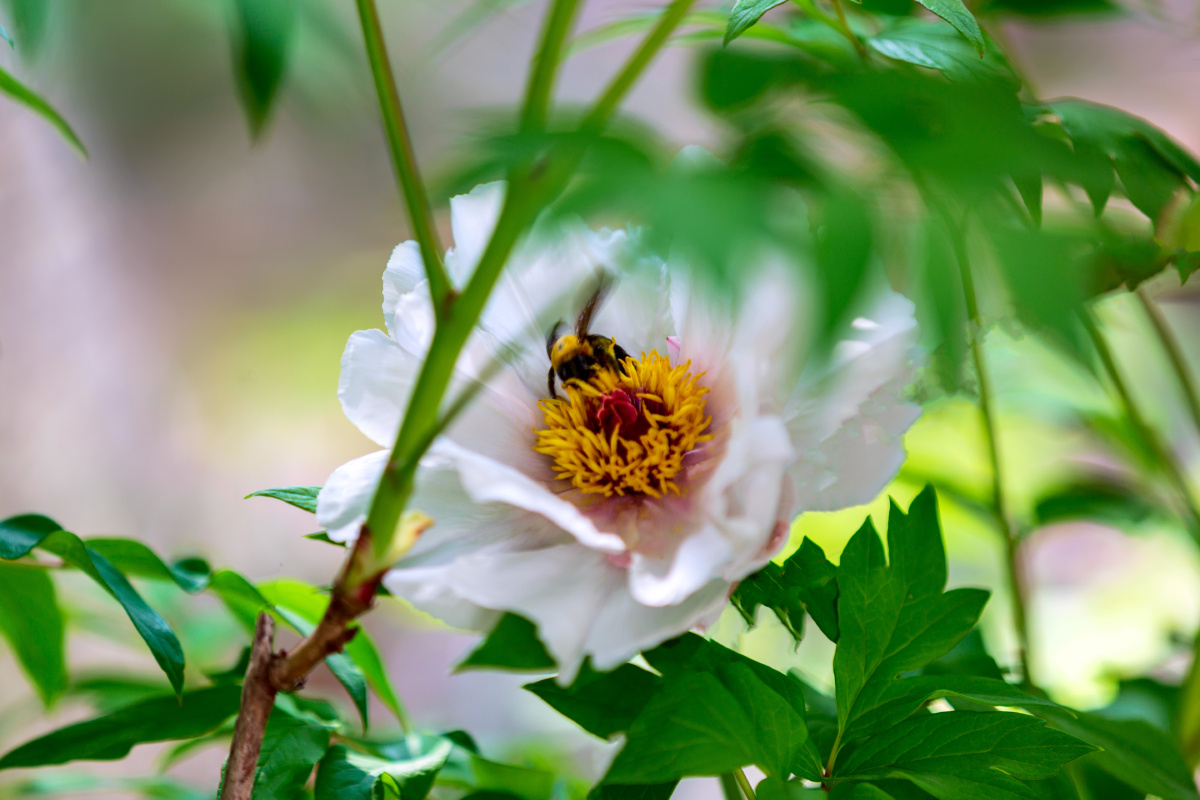 白牡丹唐王贞白谷雨洗纤素裁为白牡丹异香开玉合轻粉泥银盘晓贮露华湿