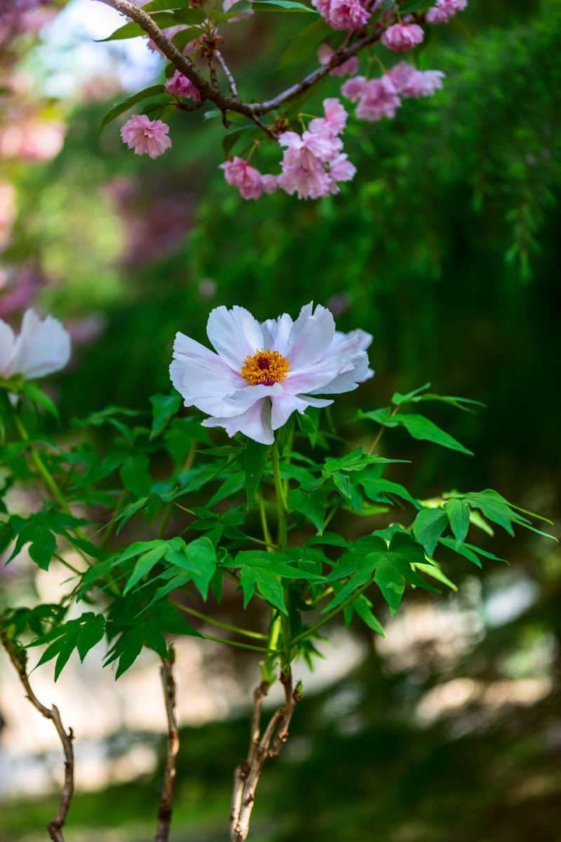 白牡丹唐王贞白谷雨洗纤素裁为白牡丹异香开玉合轻粉泥银盘晓贮露华湿