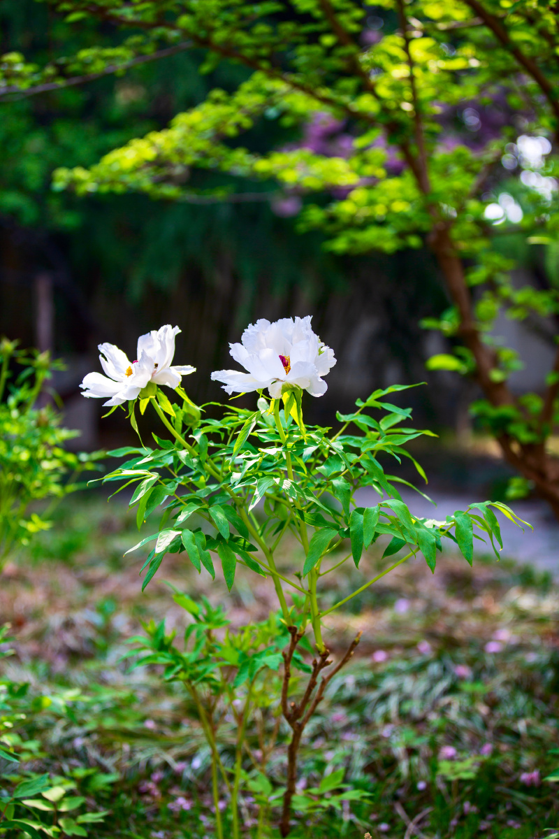 白牡丹唐王贞白谷雨洗纤素裁为白牡丹异香开玉合轻粉泥银盘晓贮露华湿